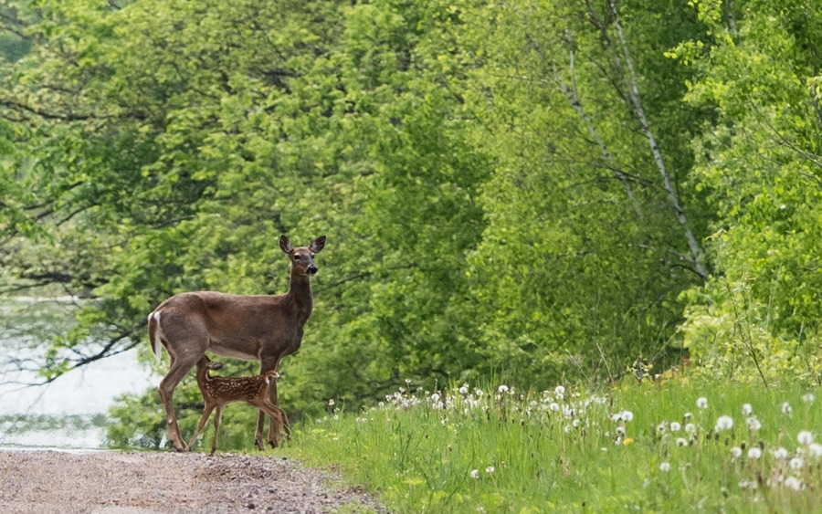 Hvithalehjort med kalv