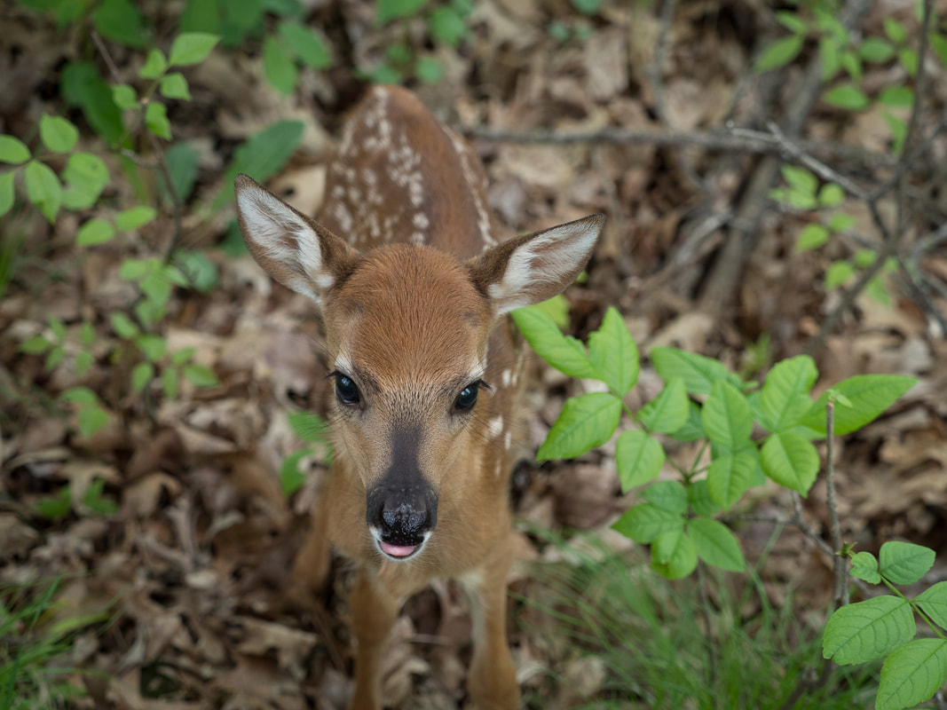 Kalv av hvithalehjort