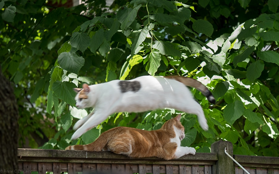 Snowflake hopper over Whisky