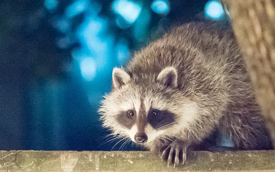 Racoon (vaskebjørn)