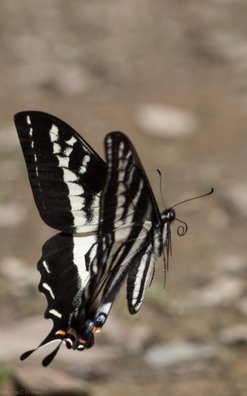Swallowtail sommerfugl
